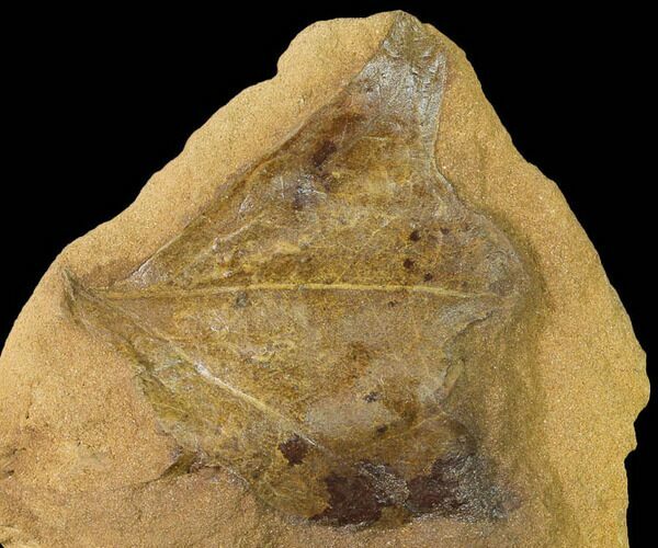Cretaceous Fossil Leaf in Sandstone - Kansas #143485